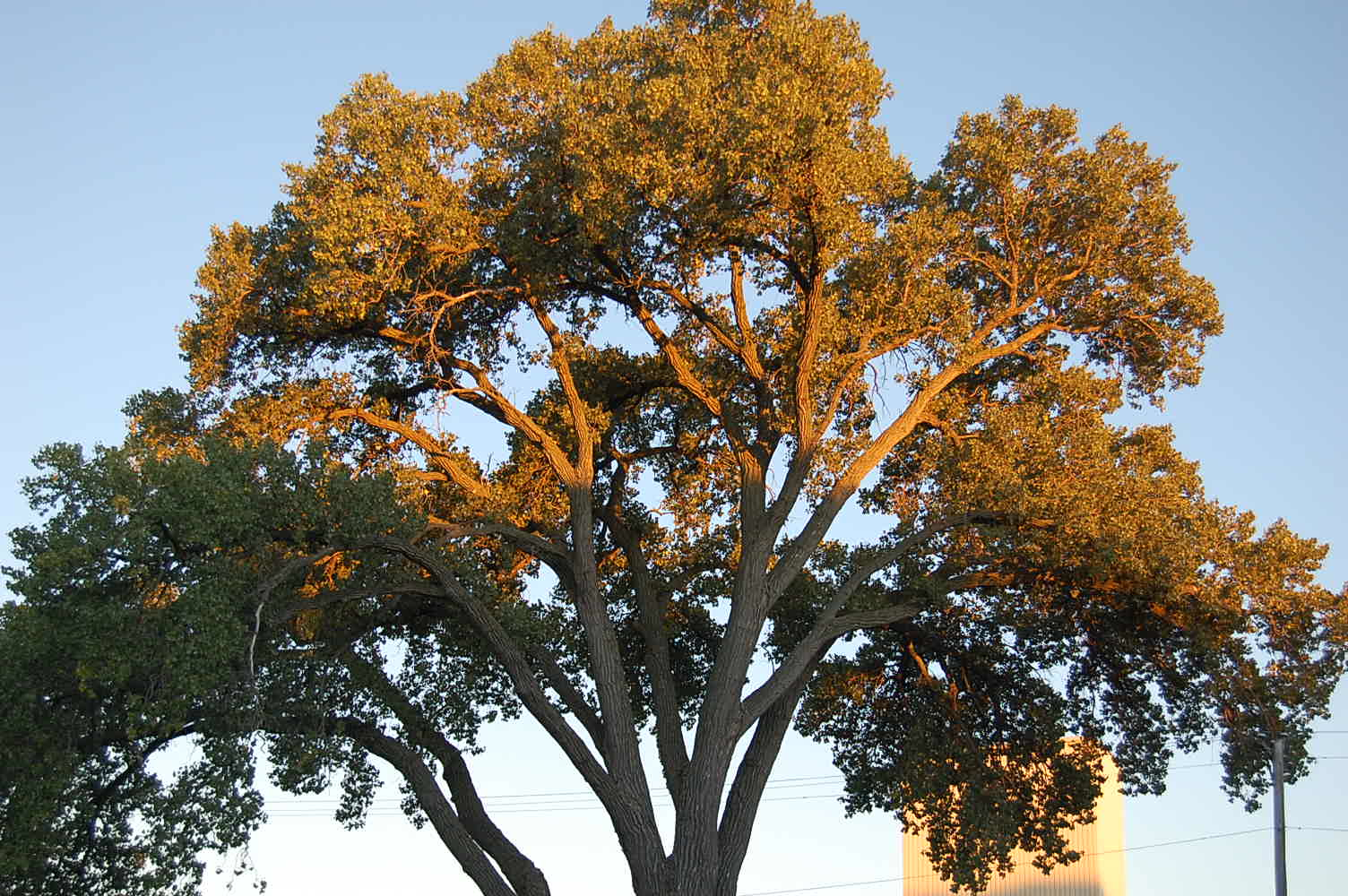 Source tree. Первое дерево. Дерево 0 и 1. Ложнотополь Урбана дерево. Long Tree.